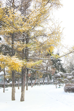 雪景