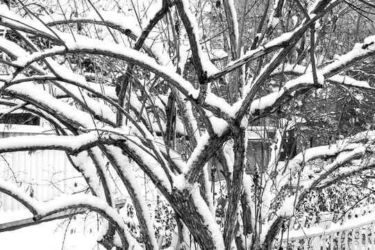 雪景