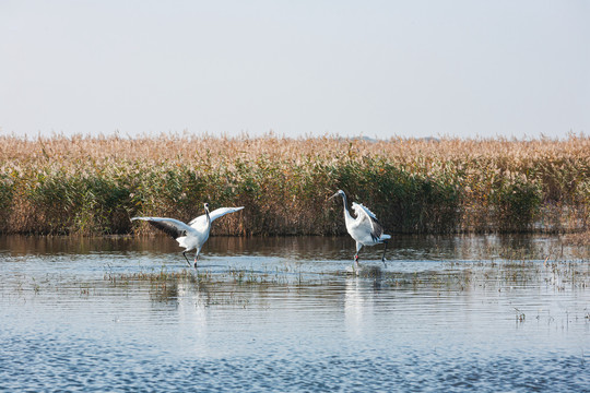 湿地水中丹顶鹤展翅起舞