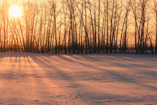 冬季傍晚阳光树林