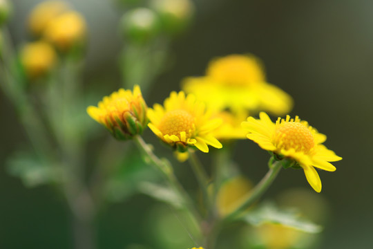 野菊花