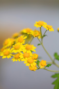 野菊花