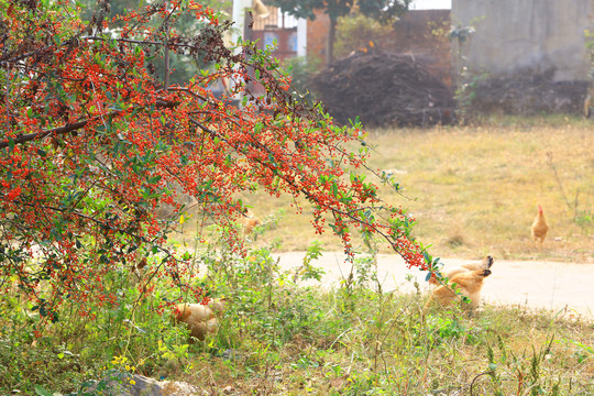 小山楂