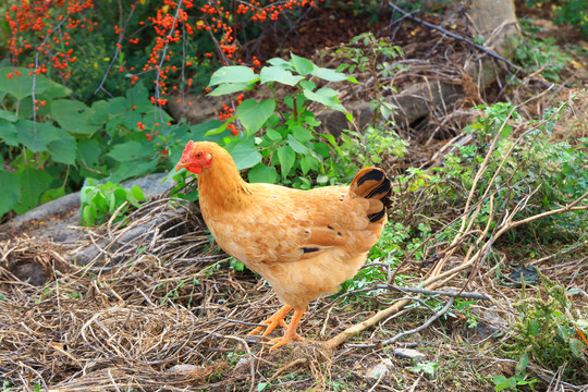 小山楂