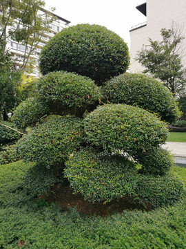 日本小叶冬青造型景观树