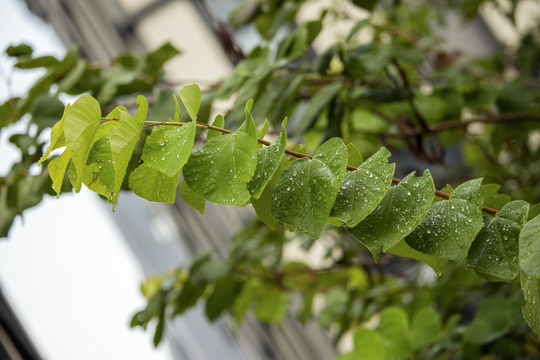 雨后枝头