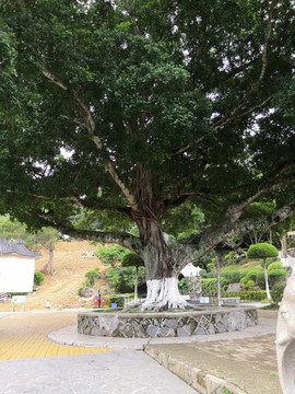 大树