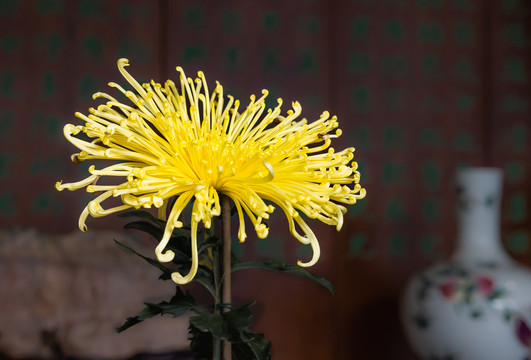 秋菊