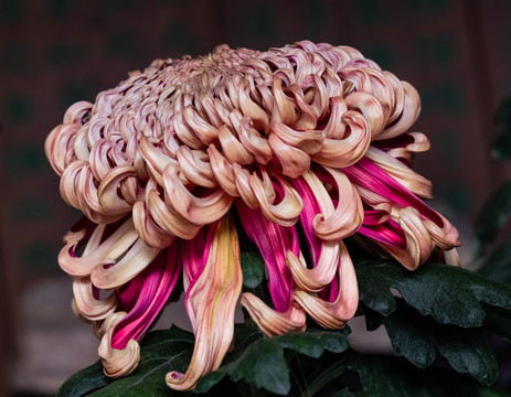 秋菊