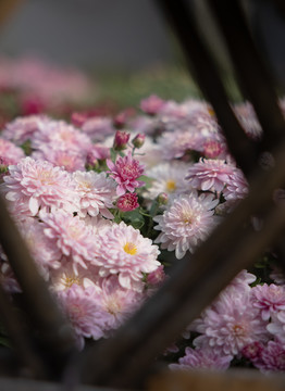 秋菊
