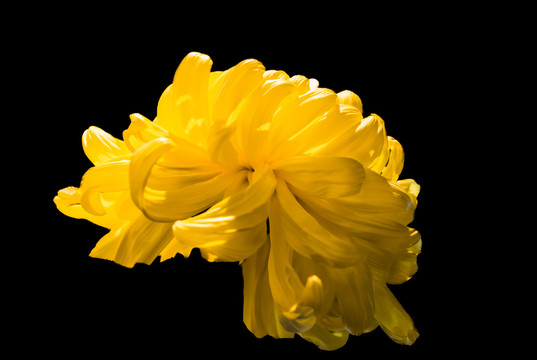 秋菊