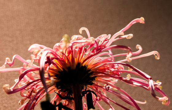 秋菊