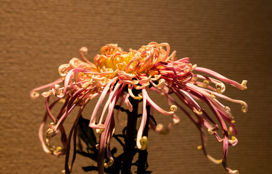 秋菊