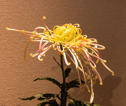 秋菊