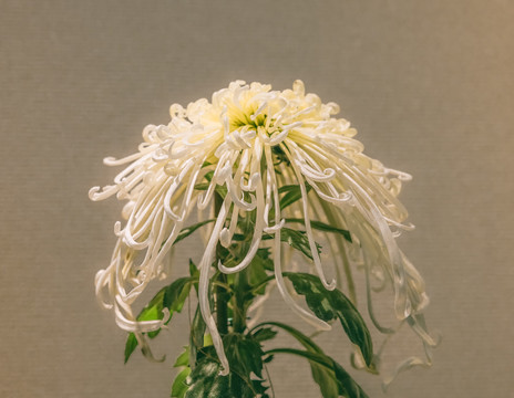 秋菊