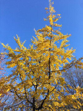 黄色银杏树