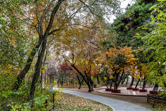中国长春百木园秋季风景