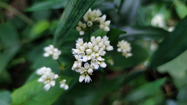 火炭母花