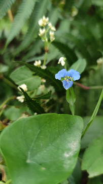 鸭拓草花