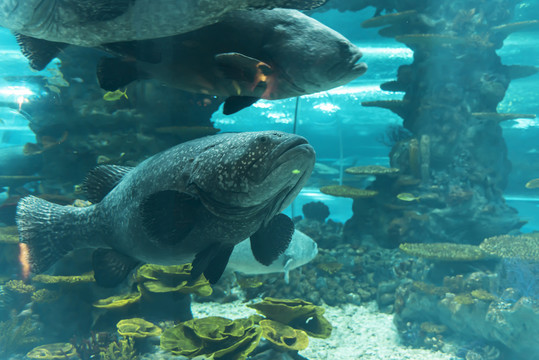 海洋生物