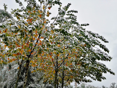 落雪的枝叶