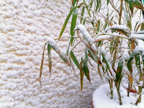雪后竹子