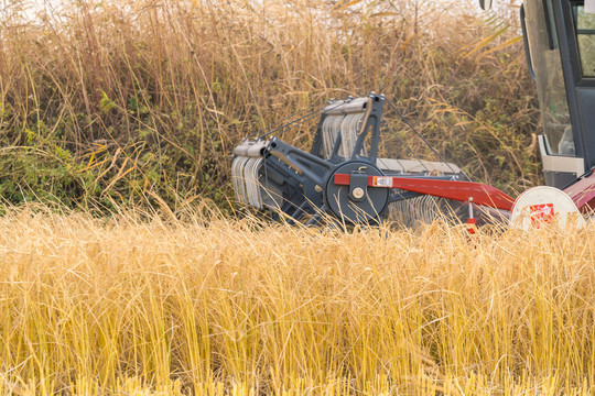东北黑龙江联合收割机收割水稻