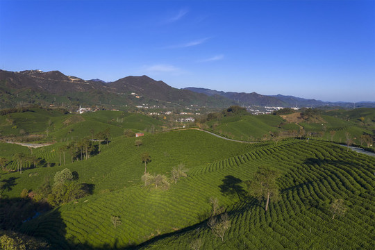 蓝天白云茶山茶田茶园