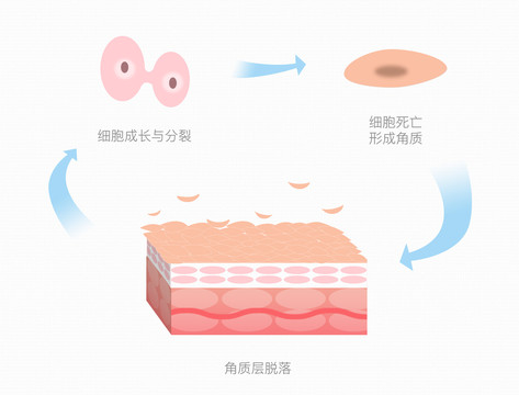 皮肤细胞矢量示意图