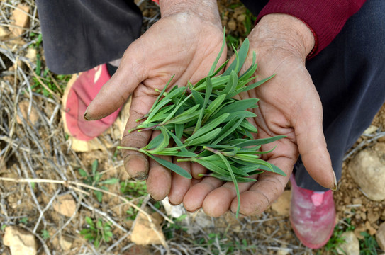 手捧山苜楂野菜