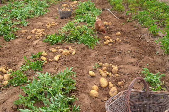 田地里的土豆