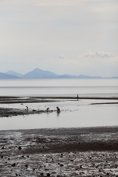 海滩滩涂