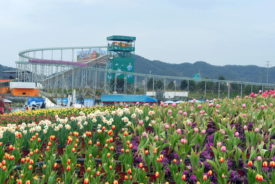 四川成都蔚然花海郁金香花圃