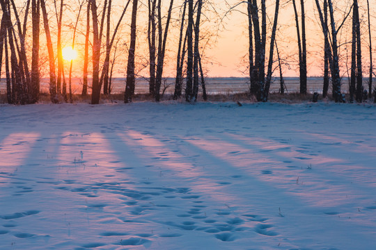 夕阳太阳树林雪原