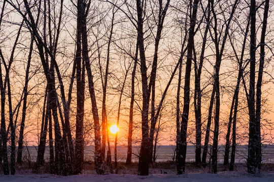 逆光冬季树林雪原落日