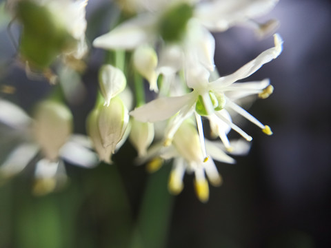 韭菜花大图