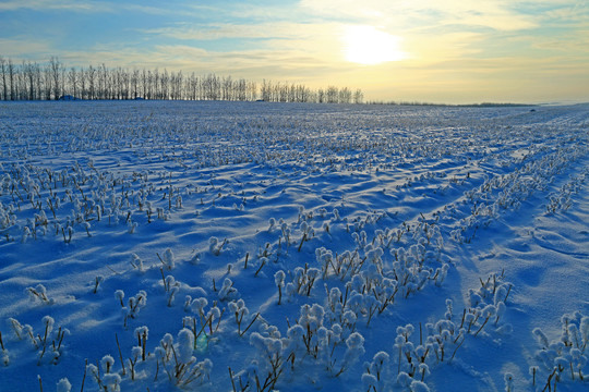 雪原农田防护林暮色