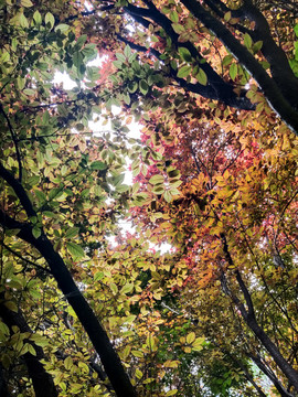 唯美的树叶彩色树叶摄影