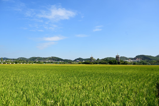 蓝天白云稻田