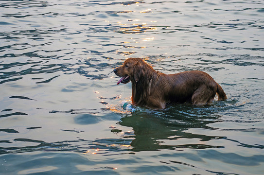 海河里玩耍的金毛狗
