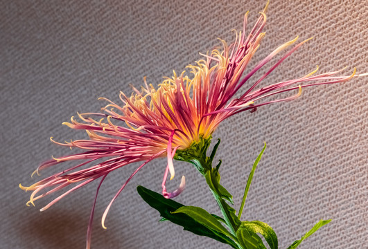 秋菊