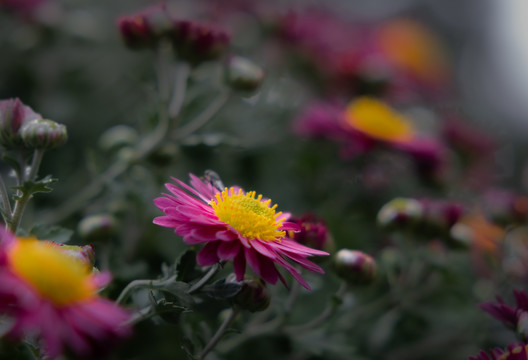 秋菊