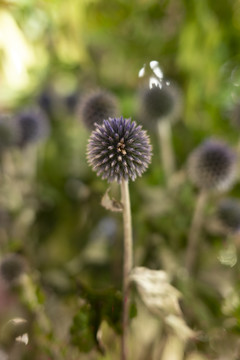 蓝刺头花特写