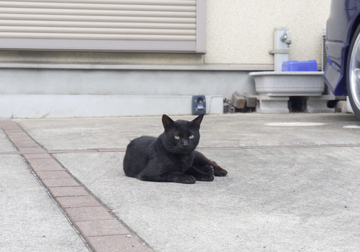 小区的黑猫