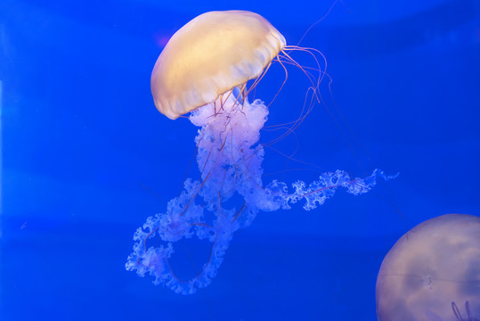 海洋生物