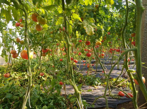 大棚中西红柿