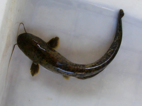 鲢鱼