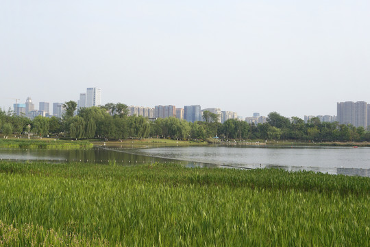 成都锦城湖湿地公园风光