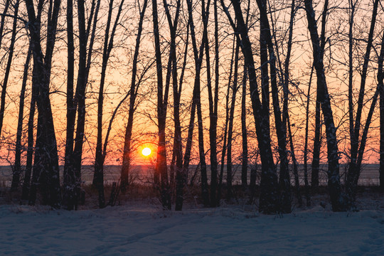 冬季傍晚太阳树林逆光