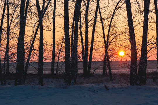 冬季夕阳树林剪影